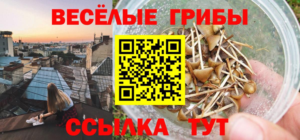 Галлюциногенные грибы Psilocybine cubensis  Вход с VPN  Волгоград  Галлюциногенные грибы прущие грибы 